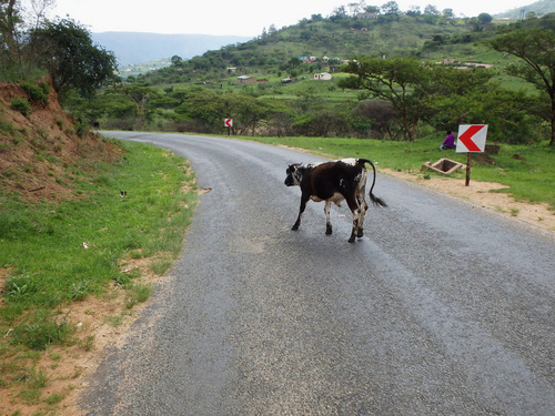 A Bovine crossed the road, we waited.